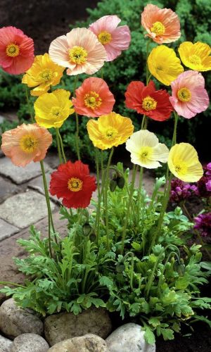 Мак МОНПАНСЬЕ