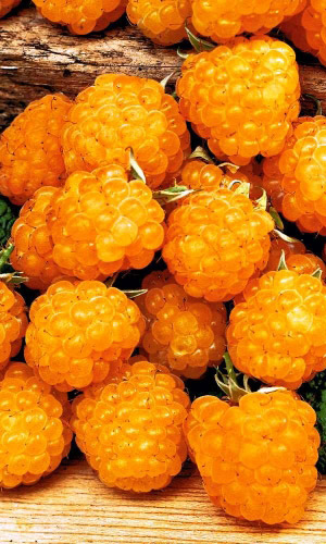 Малина МЕДОВАЯ