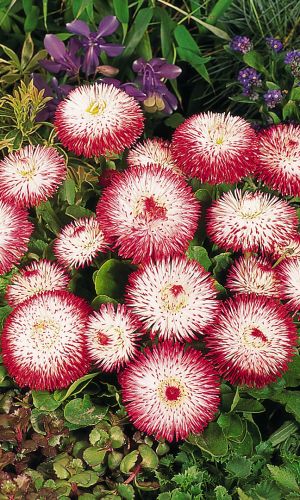 Маргаритка МАРИЯ