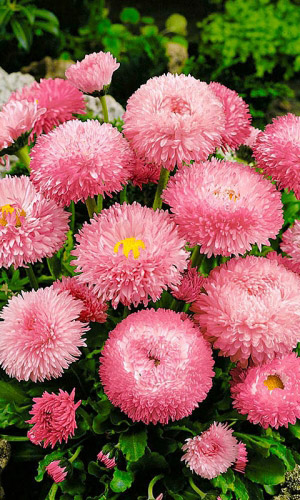 Маргаритка РОЗОВЫЙ ШАР