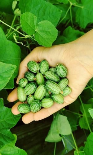 Мелотрия МАЛЮТКА