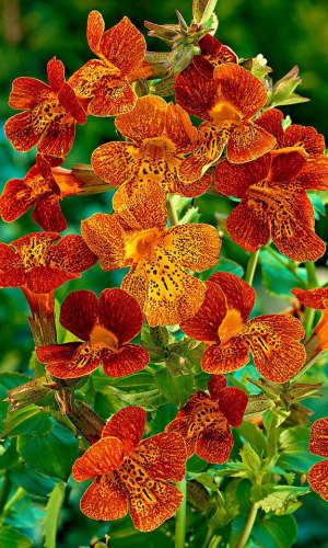 Мимулюс РУССКИЙ РАЗМЕР ЛЕОПАРДОВЫЙ