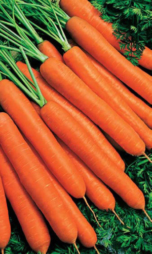 Морковь БЕЗ СЕРДЦЕВИНЫ (ЛЕНТА)
