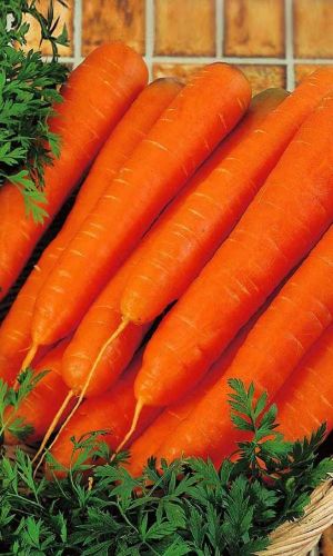 Морковь ХРУСТЯЩЕЕ СЧАСТЬЕ (ЛЕНТА) &mdash; Самая сладкая! Корнеплоды как на подбор – ровные! Хранится до нового урожая!