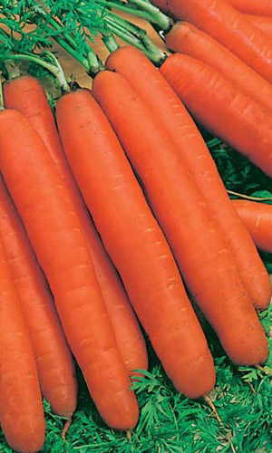 Морковь КРАСНАЯ БЕЗ СЕРДЦЕВИНЫ