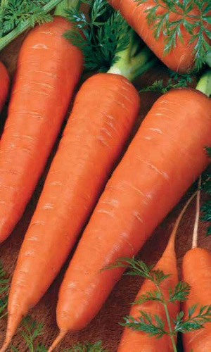 Морковь КРАСНЫЙ ВЕЛИКАН (РОТЕ РИЗЕН)