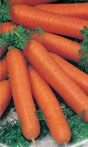 Морковь НАПОЛИ F1