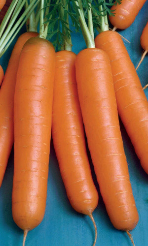 Морковь ОСЕННИЙ КОРОЛЬ