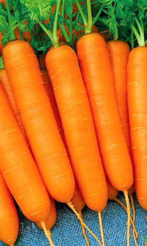 Морковь РОЯЛ ФОРТО &mdash; Суперурожайная! Сахарная! Практически без сердцевины! Хорошо хранится зимой!