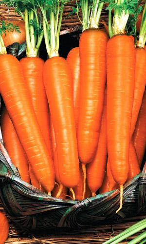 Морковь РУССКИЙ ДЕЛИКАТЕС®