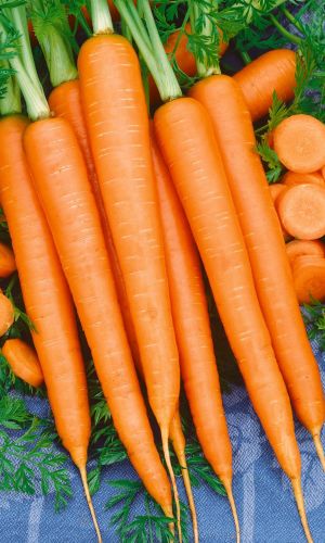 Морковь СЕМЁНОВНА (ГЕЛЬ ДРАЖЕ)