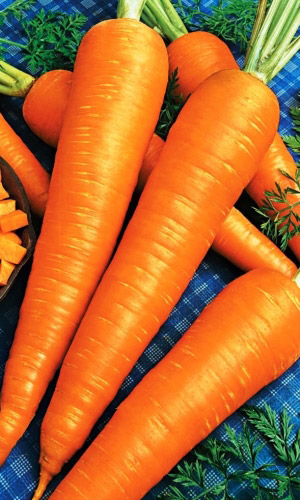 Морковь СЛАДКАЯ КОРОЛЕВА