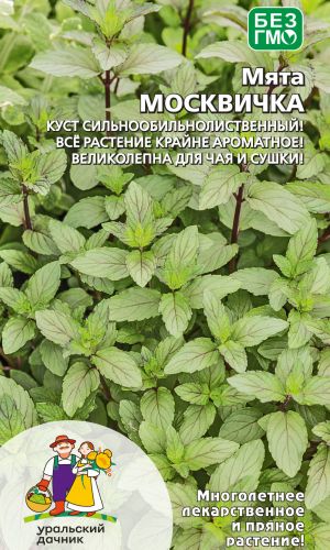 Мята МОСКВИЧКА