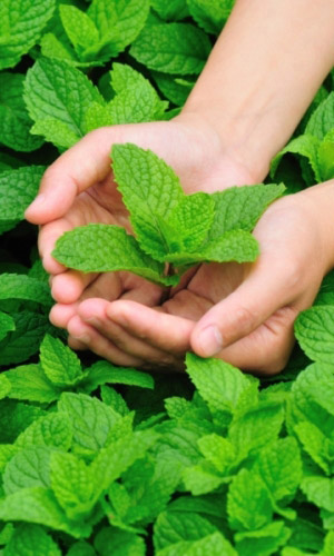 Мята ВОРОЖЕЯ