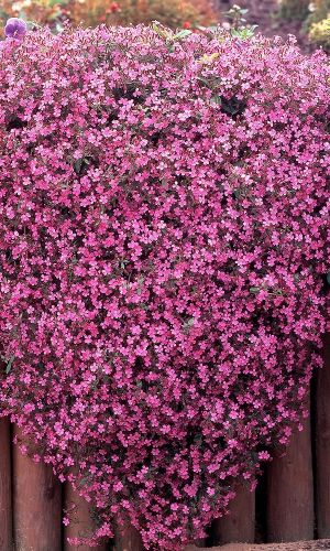 Мыльнянка РОЗОВЫЙ КОВЁР