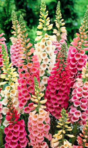 Наперстянка ЭКСЕЛЬСИОР