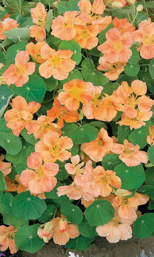 Настурция ЛОСОСЁВЫЙ БЛИК