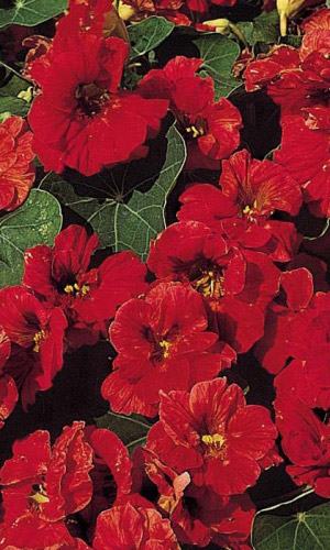 Настурция МАХАГОНИ