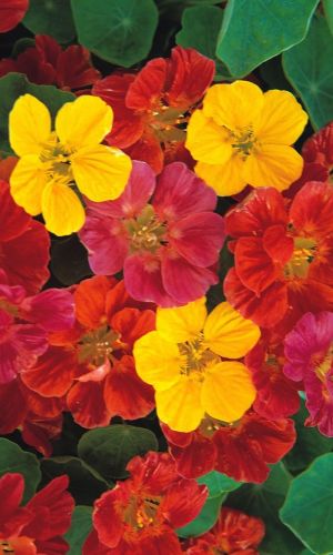 Настурция ОТРАДА