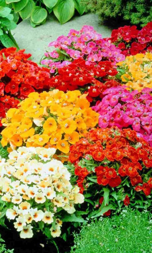 Немезия ТРИУМФ