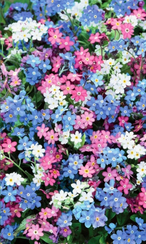 Незабудка БЛАГИЕ ВЕСТИ