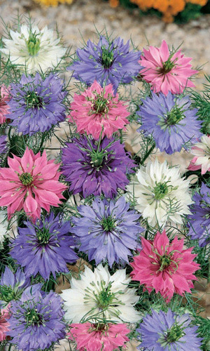 Нигелла дамасская СМЕСЬ ОКРАСОК