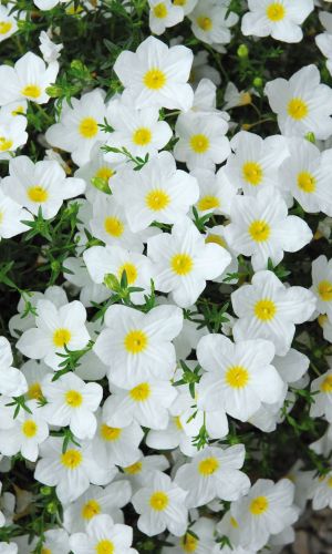 Нирембергия БЕЛАЯ МАНТИЯ