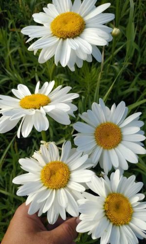 Нивяник ЗВЕЗДА &mdash; Многолетник! Крупные цветы!