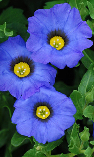 Нолана СИНЯЯ ПТИЦА