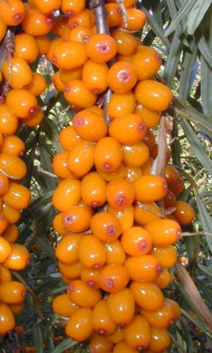 Облепиха ЭССЕЛЬ