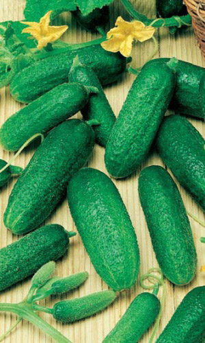 Огурец АДАМ F1