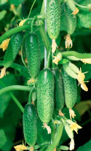 Огурец АМИГО F1