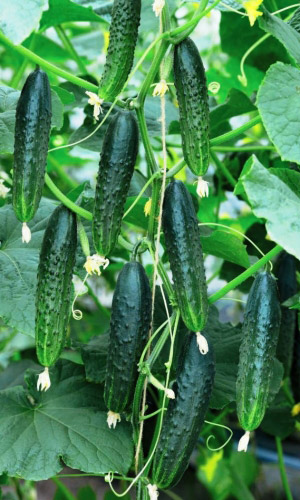 Огурец АПОЛЛОН F1