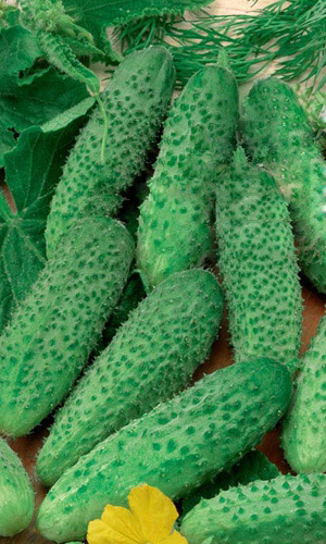 Огурец БАРОН F1