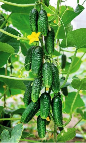 Огурец БОЛЬШОЙ КУШ F1