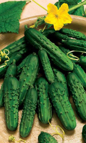 Огурец БРАТЕЦ ИВАНУШКА F1