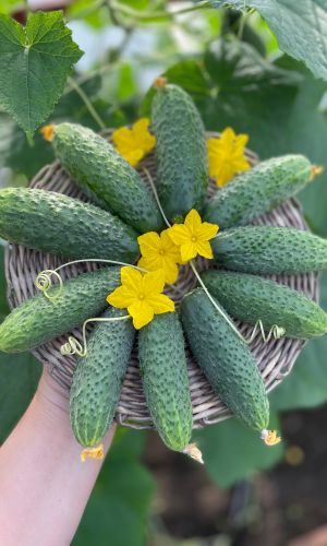 Огурец БРАТЬЯ-БЛИЗНЕЦЫ F1