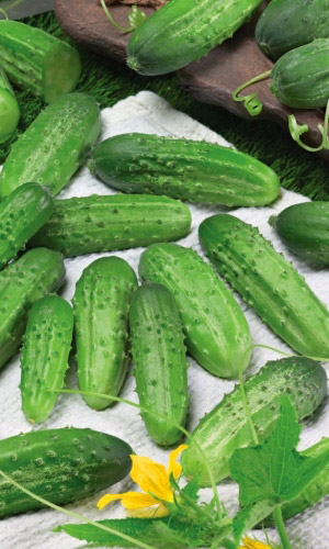 Огурец БРЮНЕТ F1