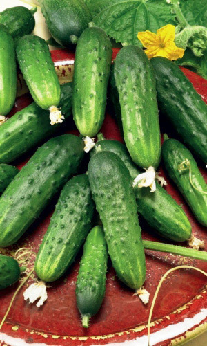 Огурец БУДЬ ЗДОРОВ F1