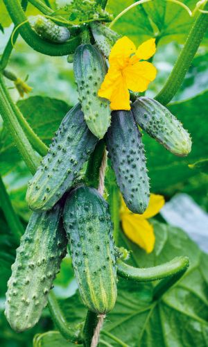 Огурец ЧЕЛЯБИНСКИЙ КУСТОВОЙ