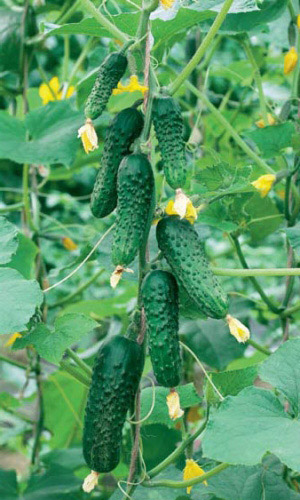 Огурец ЧЕМПИОН F1