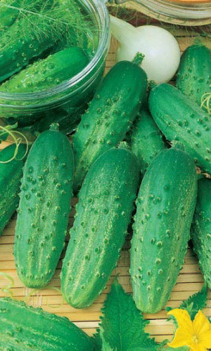 Огурец ЭЛЕКТРОН 2