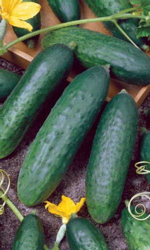 Огурец ЕМЕЛЯ F1