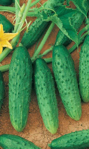 Огурец ФЕНИКС (большой пакет)