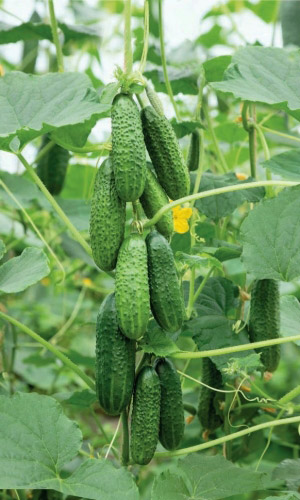 Огурец ФИЛИППОВНА F1