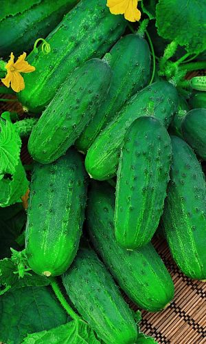 Огурец ГАРАНТ