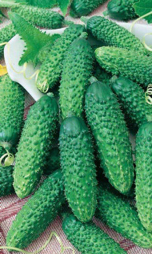 Огурец ГЕРМАН F1