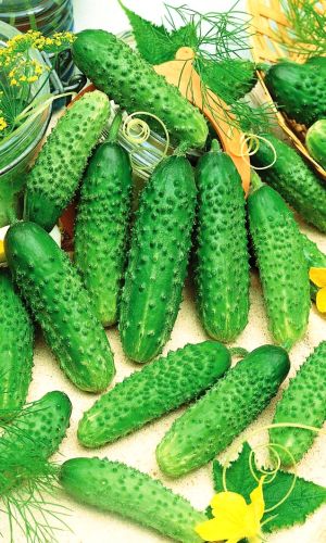 Огурец КАПЕЛЬКА