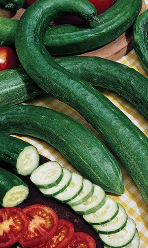 Огурец КИТАЙСКИЙ ЗМЕЙ