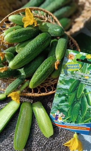 Огурец КЛАВДИЯ УД F1